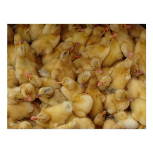 Baby Chickens for sale Post Card