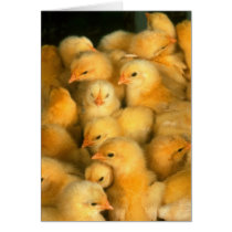 Baby chicks card