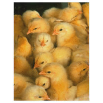 Baby chicks flyer design
