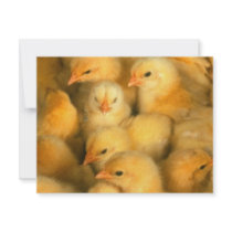 Baby chicks announcement