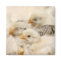 baby chicks magnets by deemac1 baby chicks magnets