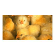 Baby chicks photo cards