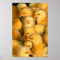 Baby chicks posters