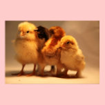 Baby Chicks Poster posters