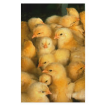 Baby chicks stationery