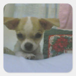 Baby Chihuahua Puppy Square Sticker