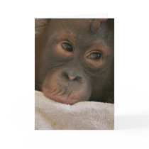 Baby Chimp Greeting Card