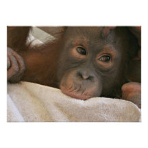 Baby Chimp Invitation