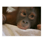 Baby Chimp Postcard