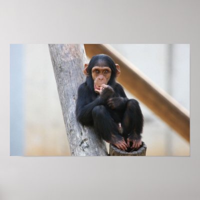 Baby Chimpanzee Poster by kcoop