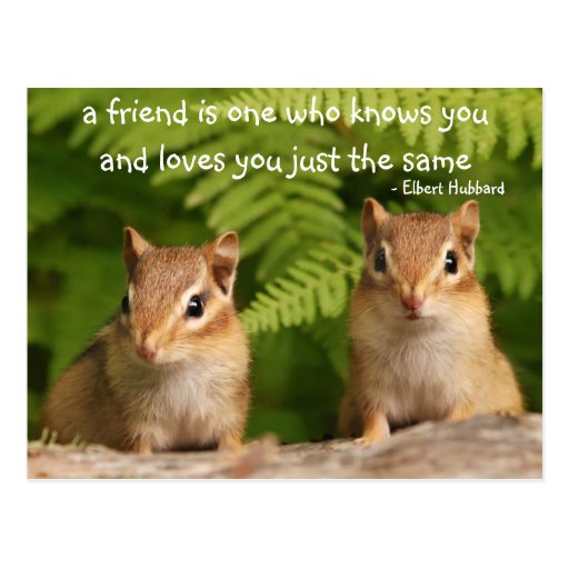 Baby Chipmunk Friendship Quote Postcard Zazzle