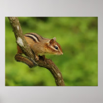 Baby chipmunk in a tree print