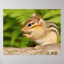 baby chipmunk poster
