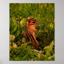 Baby Chipmunk Wildlife Animal Art Poster Print