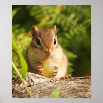 baby chipmunk with snack poster