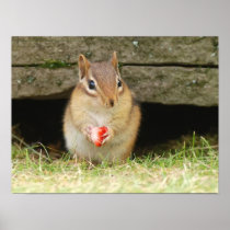 baby chipmunk with strawberry posters