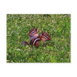 Baby Chipmunks First Day Animal Postcards