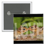 Baby Chipmunks Love Design Buttons