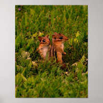 Baby Chipmunks Wildlife Animal Art Poster Print