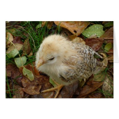 Baby Chook Greeting Card by joeyartist
