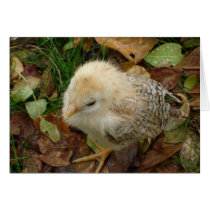 Baby Chook cards by joeyartist Baby Chook cards