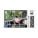 Baby Colobus Monkey      Born 08/05/08 Postage Stamp