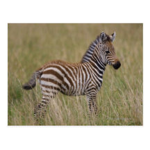 Baby Common Zebra, Equus burchelli Postcard