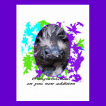 Baby Congratulations: Congratulations baby postcards