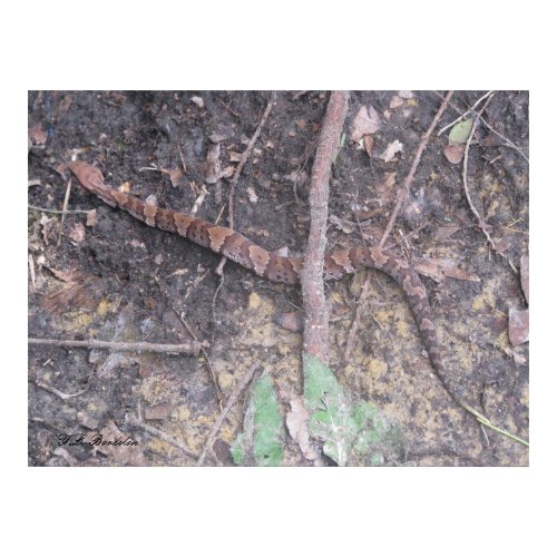 Baby Cottonmouth Moccasin print