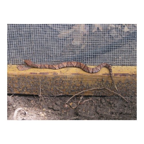 Baby Cottonmouth Snake print