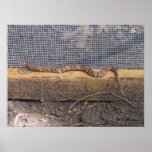 Baby Cottonmouth Snake posters
