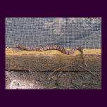 Baby Cottonmouth Snake posters