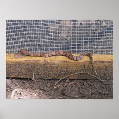 Baby Cottonmouth Snake Poster by naturegirl7