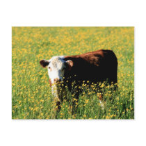 Baby Cow in a field of Dandelions postcards by jodi_tripp Baby Cow in a field of Dandelions postcards
