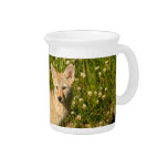 baby coyote beverage pitchers