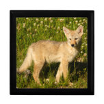 baby coyote jewelry box