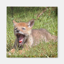 Baby Coyote Yawning Fridge Magnet