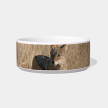 Baby Coyotes Pet Bowl Cat Water Bowl