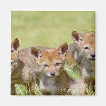 Baby Coyotes Photo Magnets