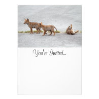 Baby Coyotes Playing Announcements