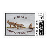 Baby Coyotes Playing Stamp