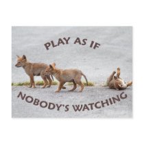 Baby Coyotes Playing Post Card