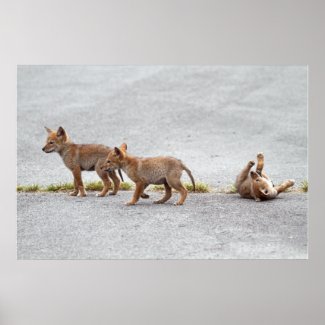 Baby Coyotes Playing Print