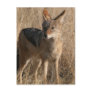 Baby Coyotes Postcard