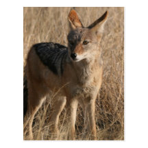 Baby Coyotes Postcard