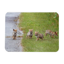 Baby Coyotes Running and Playing Flexible Magnet