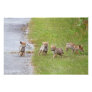 Baby Coyotes Running and Playing Art Photo