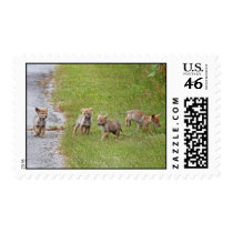 Baby Coyotes Running and Playing Postage Stamp