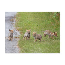 Baby Coyotes Running and Playing Postcard