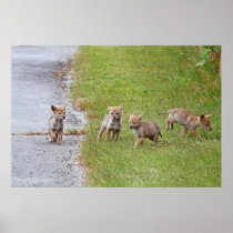 Baby Coyotes Running and Playing Poster